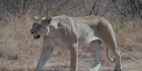 Naklejka premium a close up shot of a female lion approaching at pilanesberg national park in south africa