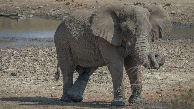 a wide shot of a male elephant with a trickle of urine during musth at pilanesberg national park in south africa