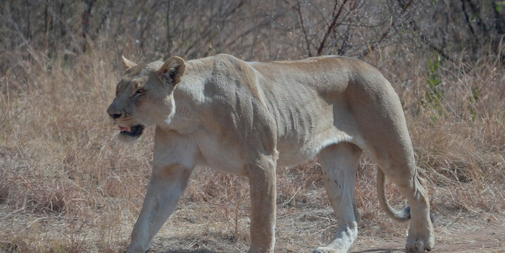 a close up shot of a female lion approaching at pilanesberg national park in south africa