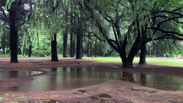 Dramatic sun flare and sunlight beaming through green trees after heavy rain in peaceful public park audio included