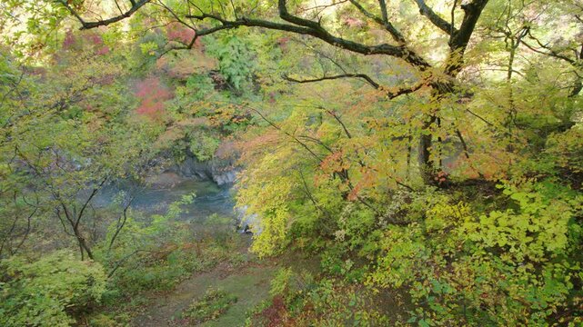 紅葉の名所 秋の鳴子峡の風景　Autumn scenery of Naruko Gorge, a famous spot for autumn foliage.