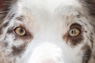 Miradas de un cachorro © gabbymoree