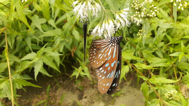 Blue tiger butterfly feeding on white flowers in a garden
