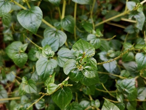 wild strawberry plant, Peperomia pellucida glossy botanical foliage.