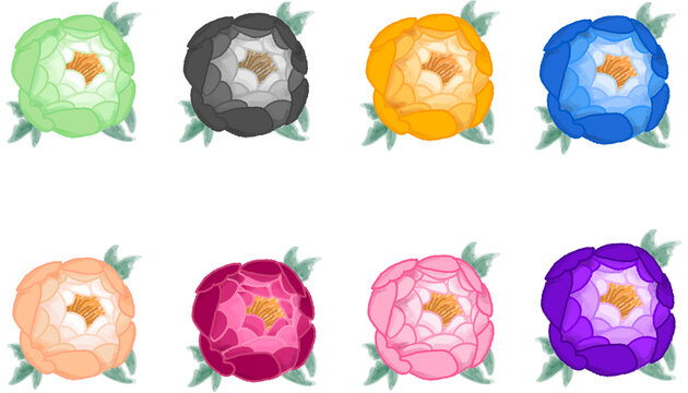 colorful Peone of Sharon flower illustration set