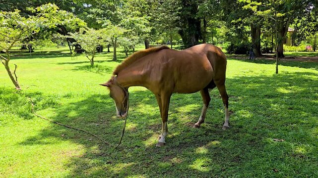 Pony flicking tail and twitching muscles to repel insects, slow motion