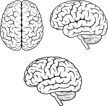 Human Brain Anatomy Views Top and Side Outline Set
