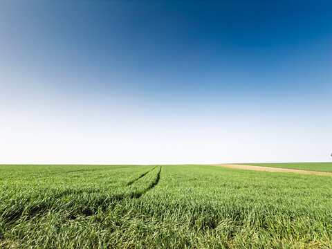 A wide green agricultural, young wheat field stretches across the flat Vojvodina landscape in Serbia, crop rows, open farmland, distant horizon and a clear blue sky, a symbol of serbian agriculture.