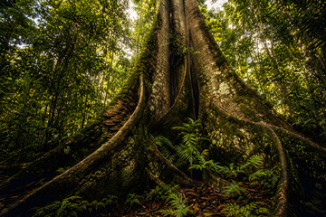 Fototapeta premium amazon tallest tree