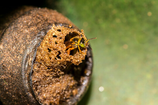 Close-up macro shot of a native Brazilian Jata&iacute; stingless bee (Tetragonisca angustula) guarding the wax tube entrance of its hive. 