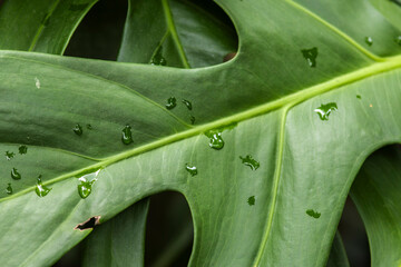 Detailed shot of a vibrant Philodendron bipinnatifidum leaf, commonly known as Guaimbê or Tree Philodendron, covered in fresh water droplets.  © AlfRibeiro