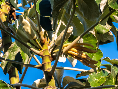 A low-angle view of the lush green canopy of a Cecropia tree, also known as Embauba, reaching towards a vibrant, clear blue sky in the Brazilian rainforest. 