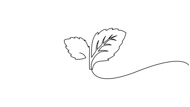 Mint leaves continuous line drawing animation for organic product and herbal concepts. Minimalist one line art animation of growing mint leaves for eco cosmetic branding.