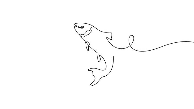 Fish jumping continuous line drawing animation for seafood restaurant and fishing concepts. Minimalist jumping fish self-drawing animation in clean single line art style.