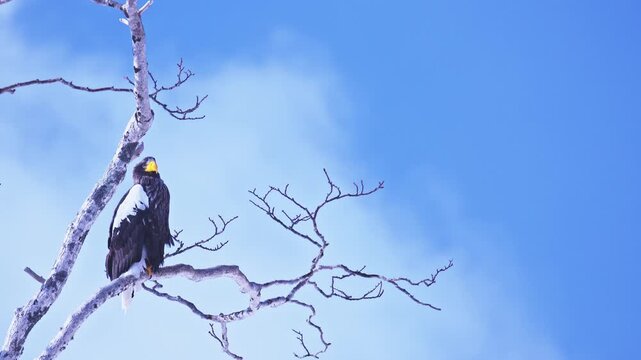 A majestic Steller's sea eagle resting on a bare branch against a clear blue background in eastern Hokkaido.