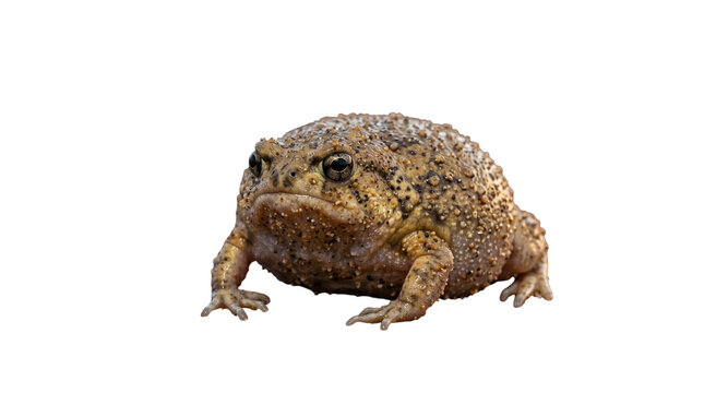 Common toad with warty skin isolated on transparent background