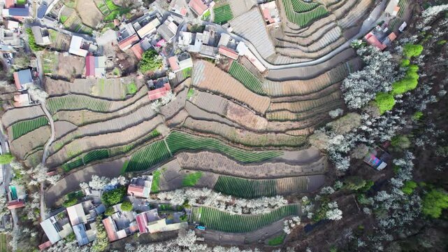 Drone view of white pear blossoms in spring in Jinchuan, Sichuan, China, beautiful village with white flowers in sunny day, 4k real time footage, travel concept.
