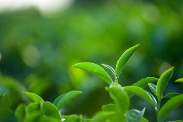 Fototapeta premium Close up Fresh Tree tea plantation mountain green nature in herbal farm. Freshness herbal green natural garden farmland. Tree tea plantations in morning sun light. Organic farm tender bud herbal