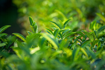 Naklejka premium Close up Fresh Tree tea plantation mountain green nature in herbal farm. Freshness herbal green natural garden farmland. Tree tea plantations in morning sun light. Organic farm tender bud herbal
