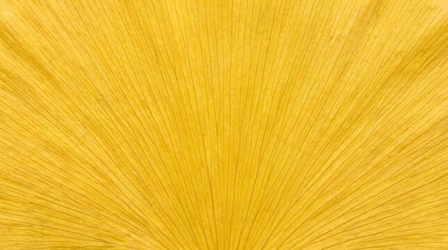 tekstur close up detail daun ginkgo biloba musim gugur