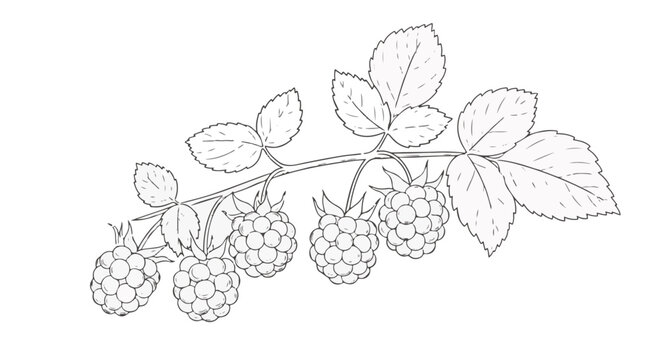 Fine line botanical illustration of a salmonberry branch featuring serrated leaves and clustered aggregate berries, Rubus spectabilis black and white line art on white background.