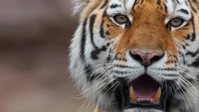 Majestic Tiger Face Collection Set with Open Mouth and Teeth Isolated