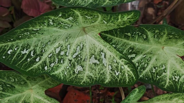 Caladium , colorful  caladium leaves nature 