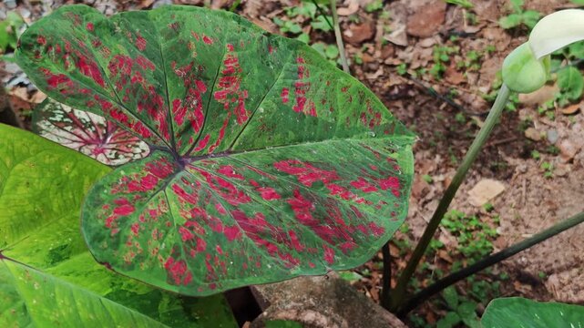 Caladium , colorful  caladium leaves nature 