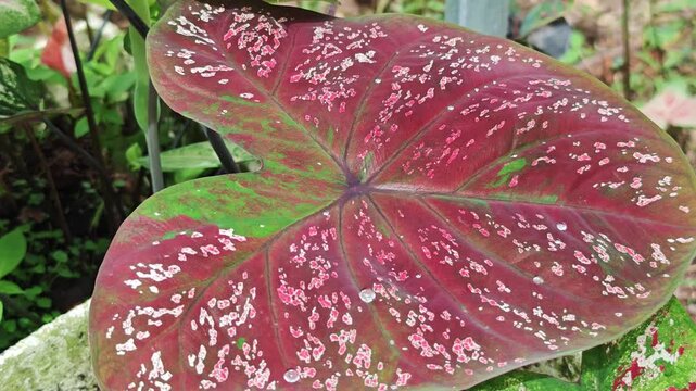 Caladium , colorful  caladium leaves nature 