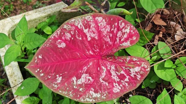 Caladium , colorful  caladium leaves nature 