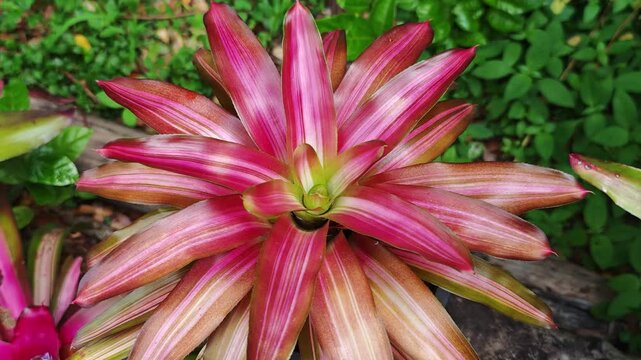 Neoregelia in the garden ,ฺฺbromeliaceae