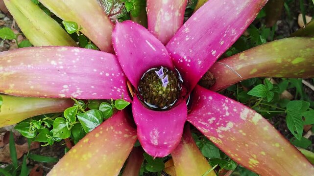 Neoregelia in the garden ,ฺฺbromeliaceae