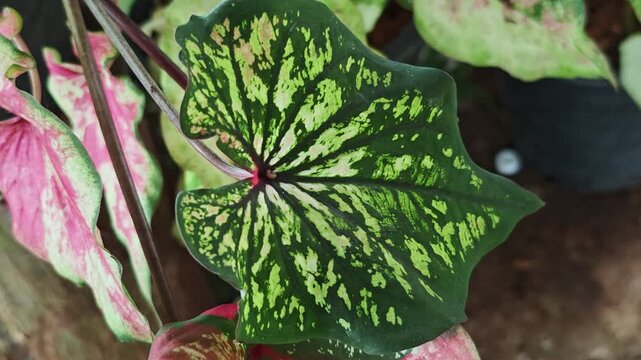 Caladium , colorful  caladium leaves nature 