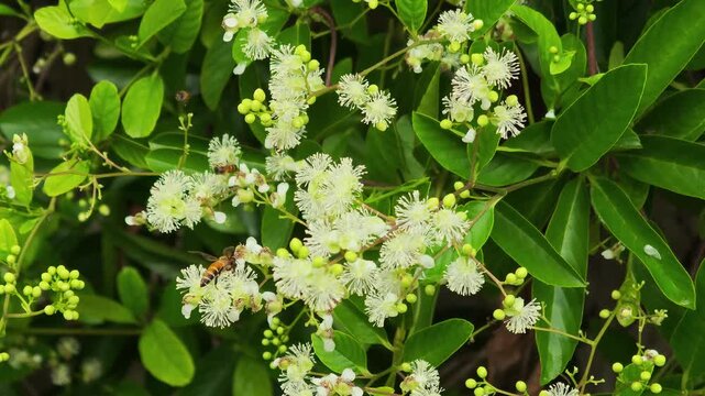  The bee is actively seeking honey from pollen(Tetracera loureiri, Dillenia)