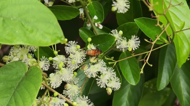  The bee is actively seeking honey from pollen(Tetracera loureiri, Dillenia)