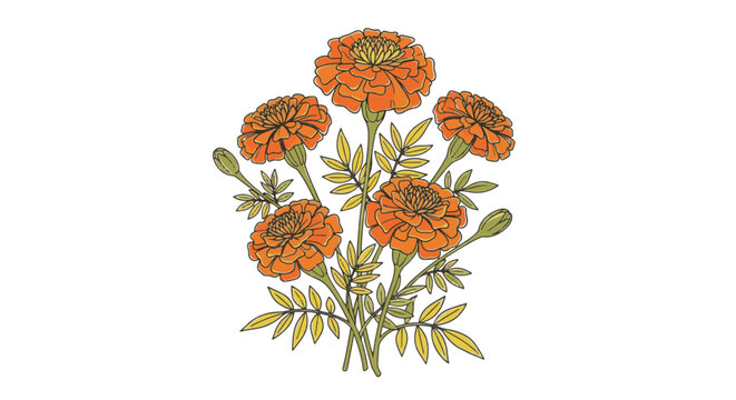 Vector illustration of orange marigold flowers with green stems and leaves isolated on white background. Botanical drawing of Tagetes flowers for gardening and nature designs.