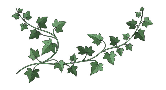 Green climbing ivy vines with detailed leaves on a curved stem, isolated on a white background. Botanical vector illustration of Hedera helix for nature decor and garden design.