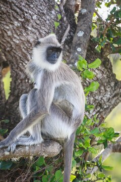 Langur Monkey Sitting on a Tree Branch Among Green Foliage
