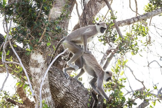 Gray Langurs Mating in a Tree Canopy, Sri Lanka