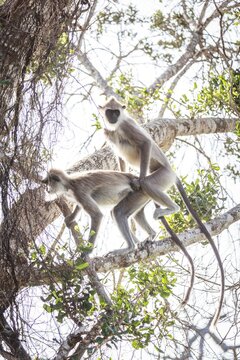 Gray Langurs Mating in a Tree Canopy, Sri Lanka