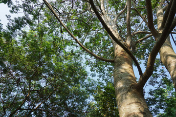 Fototapeta premium Looking up through the spreading branches and green canopy of tall falcataria or albizia trees reaching towards a bright clear blue sky in the forest