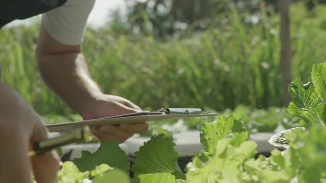 Organic farming, vegetable farm. Farmers recheck quality record on data on checklist. grow naturally, Ecological Biological, Healthy, Technology, non toxic, harvest, scientific , academic