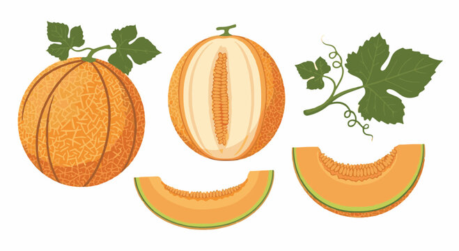 Flat vector illustration featuring a whole cantaloupe with textured skin, a halved melon showing seeds, two curved wedges, and green leaves with vines on a white background.