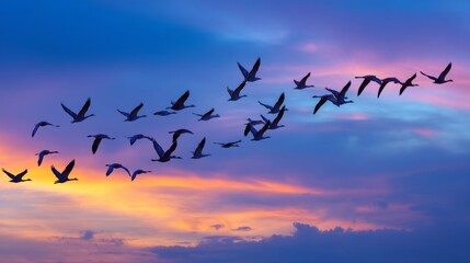 Obraz premium Flock of Birds Flying Across a Vibrant Sunset Sky with Beautiful Hues of Orange, Pink, and Blue Creating a Serene Atmosphere of Nature's Beauty