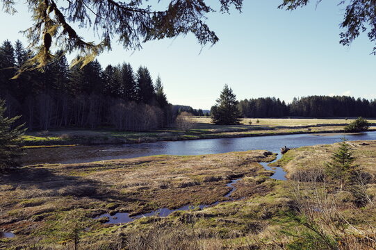Alaskan marsh interior near Icy Strait Point area, natural marshy temperate rainforest