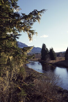 marsh opening in woodland, near Icy Strait point, Alaska