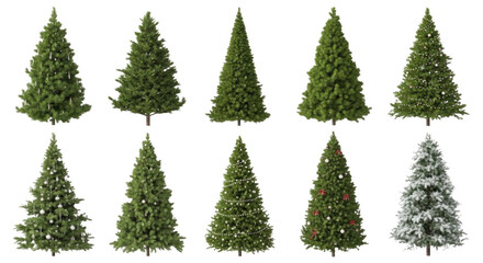 Obraz premium Collection of ten isolated christmas trees featuring various green pine shapes, decorated with white ornaments, red berries, and