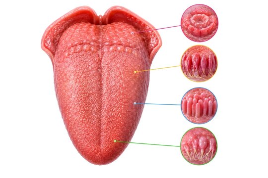 Photorealistic macro medical view of human tongue papillae and taste receptors with clinically accurate anatomical surface details.