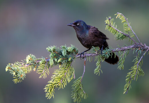Common Grackle (Quiscalus quiscula)
