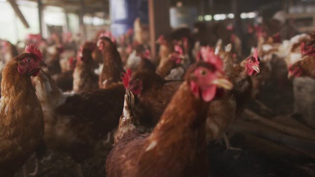 Flock of Brown Egg Laying Chickens in a Large Indoor Poultry Farm Facility